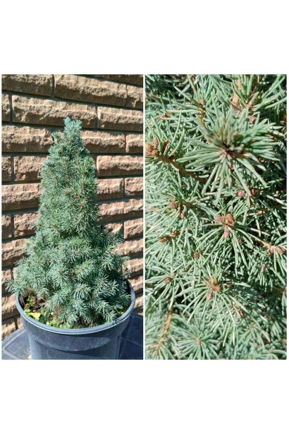 Ялина канадська Сандерс Блю - 3-5л/вис.40-50см/Ø15-25см